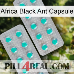 Africa Black Ant Capsule